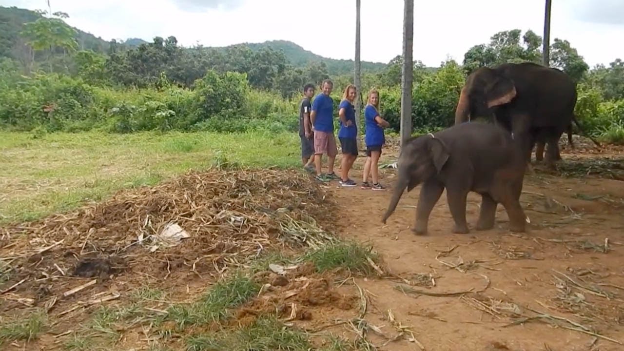 Cute Baby Elephant Laughs During Playtime