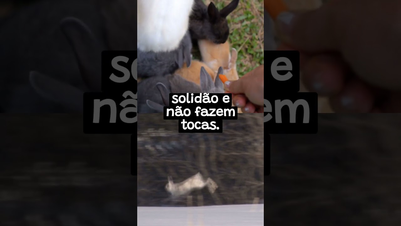 Coelhos vs. Lebres: Descubra as Diferenças Surpreendentes! ??