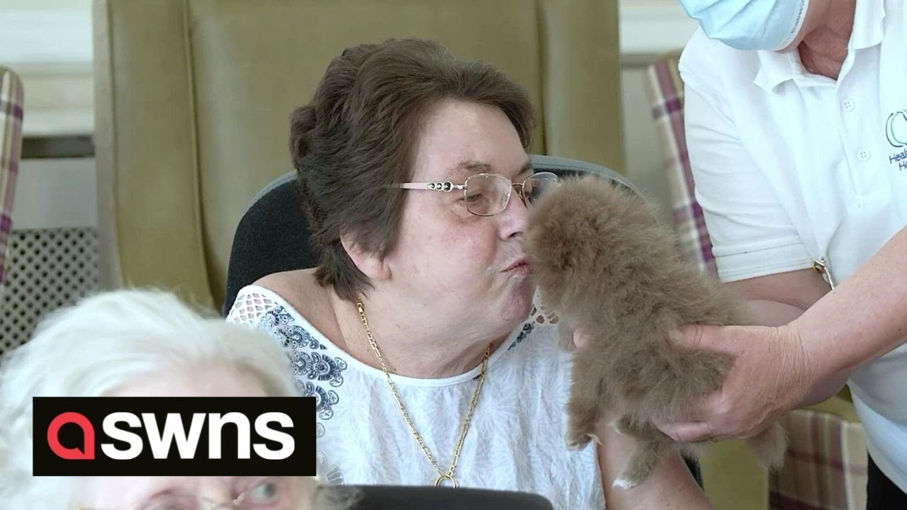 UK dog breeder floods care home with puppies to cheer up the elderly ? | SWNS