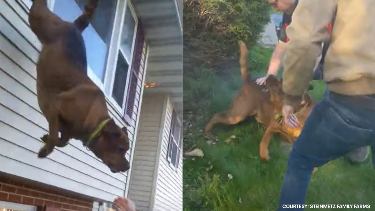 WATCH: Dog leaps from window to escape burning Pennsylvania home