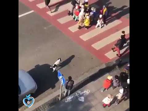 Stray dog helps kids cross the road safely
