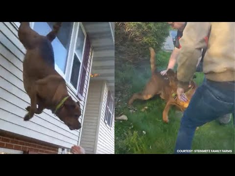 WATCH: Dog leaps from window to escape burning Pennsylvania home