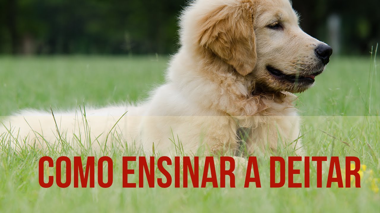 Como ensinar o cachorro a deitar - Dicas de Adestramento