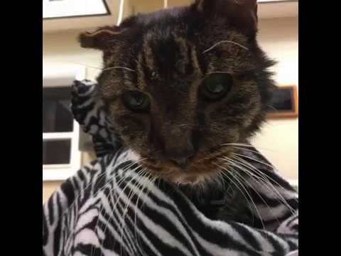 Barnaby: The Luckiest Cat in the World