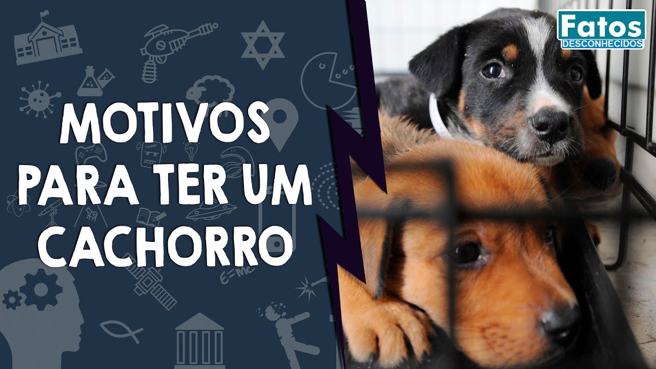 10 Ótimos motivos para ter um cachorro