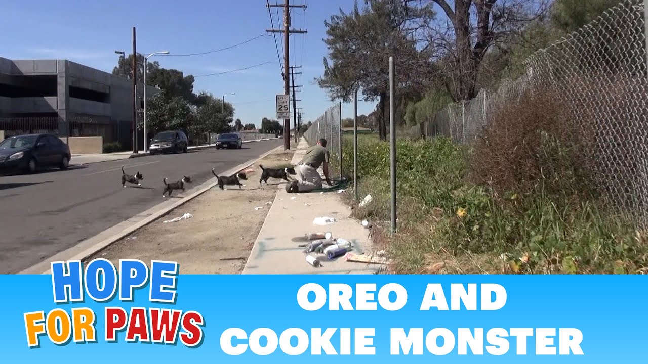 OMG!  Oreo races to protect Cookie Monster.  Now both are looking for a home.  Please share. #puppy
