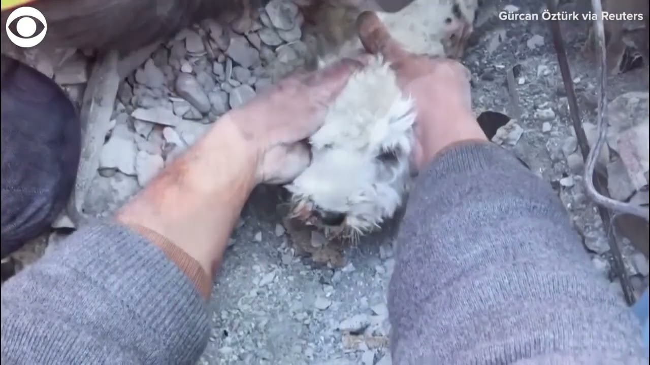 Dog rescued from rubble in Turkey after earthquake