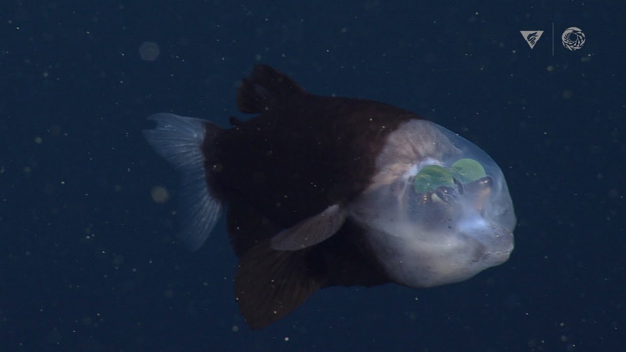 New deep-sea sighting: The barreleye fish has a transparent head and tubular eyes