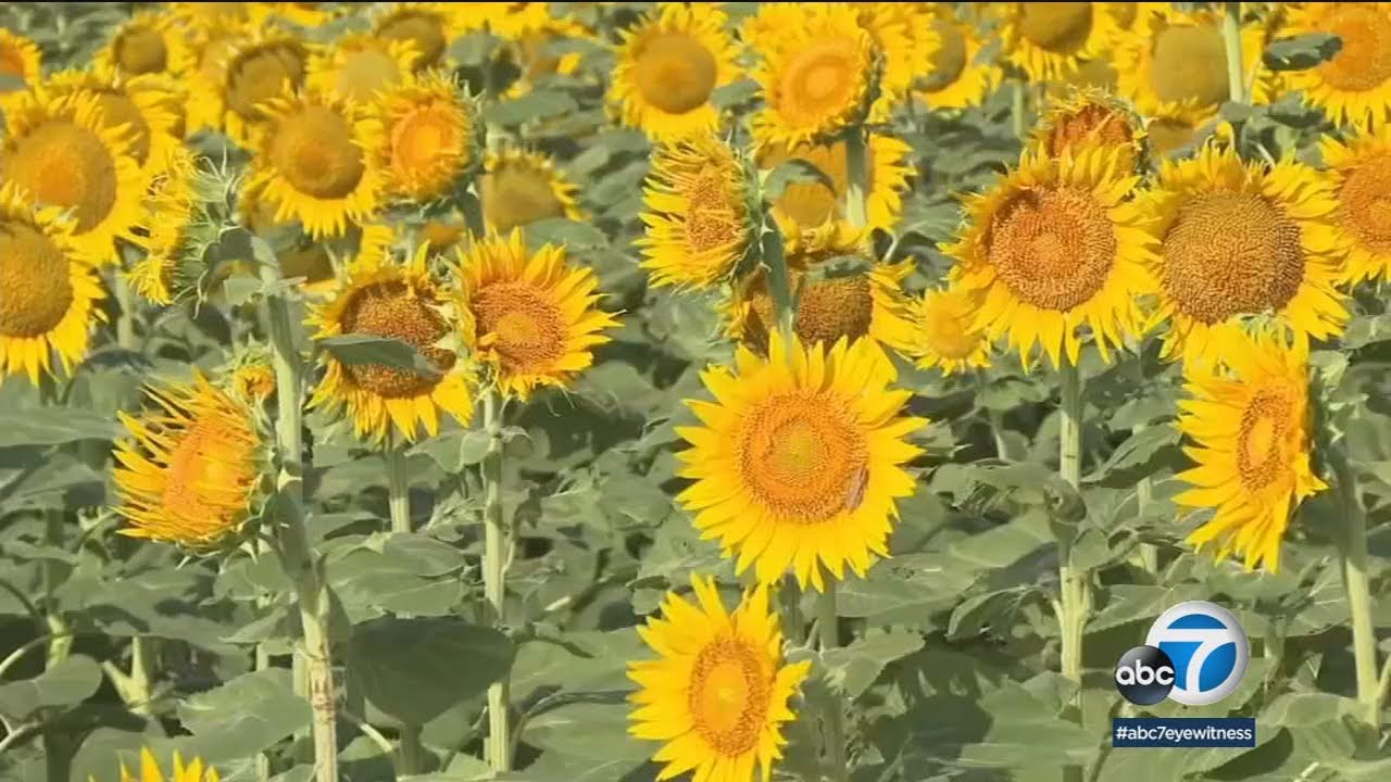 Kansas farmer plants 1.2M sunflowers for 50th anniversary gift