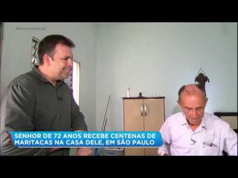 Idoso de 72 anos recebe a visita diária de centenas de maritacas