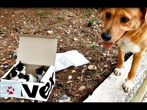 Dog finds abandoned kittens and becomes the perfect foster dad