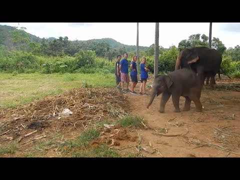 Cute Baby Elephant Laughs During Playtime