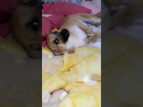 Vídeo do cachorro Chico viraliza na internet