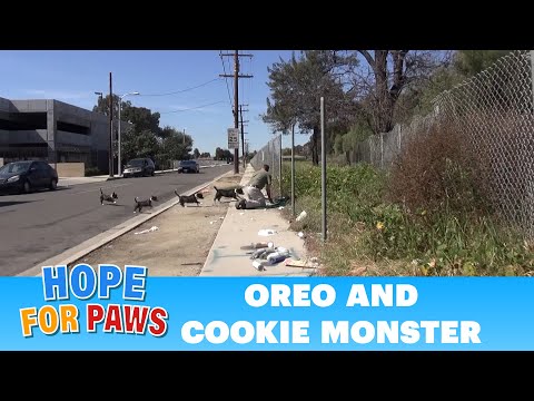 OMG!  Oreo races to protect Cookie Monster.  Now both are looking for a home.  Please share. #puppy