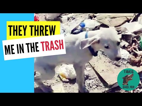 From Trash to Treasure: An Unforgettable Puppy Rescue - Takis Shelter
