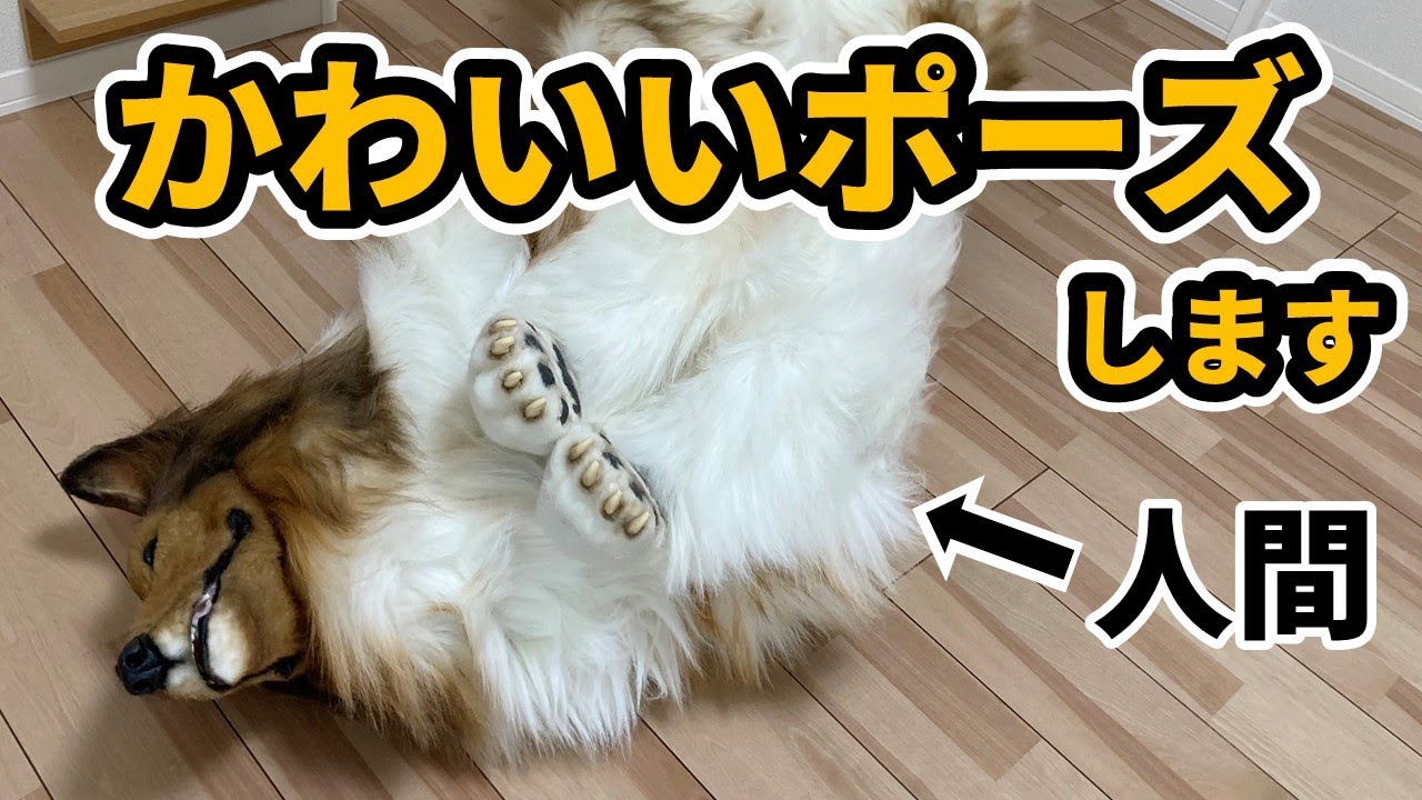 【着ぐるみ】ラフ・コリーになってかわいいポーズとってみた