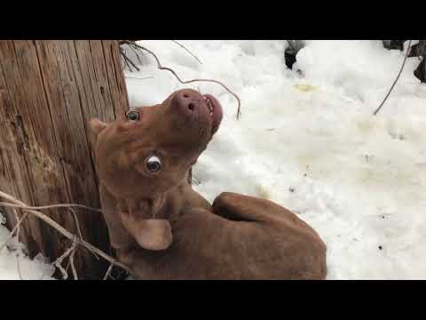 Cold, Shivering and in Pain (with a happy ending!) - Stray Rescue of St.Louis