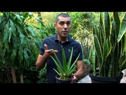 Conheça plantas que eliminam poluentes do ar