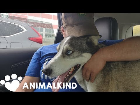 Dog whines with joy seeing owner after 3 years | Animalkind