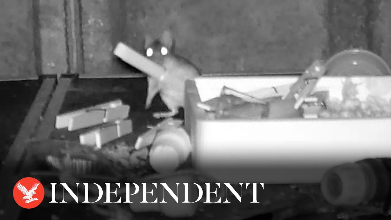 Mouse filmed secretly tidying man’s shed every night for months