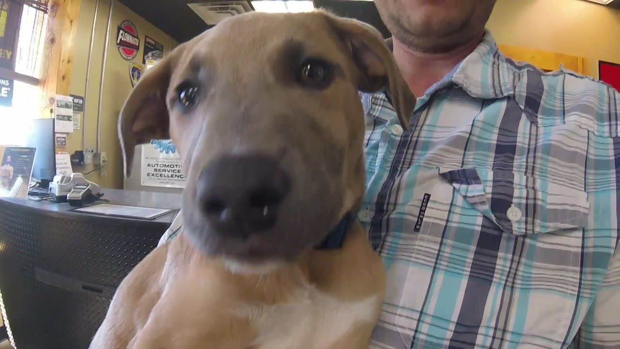 YouTube video player