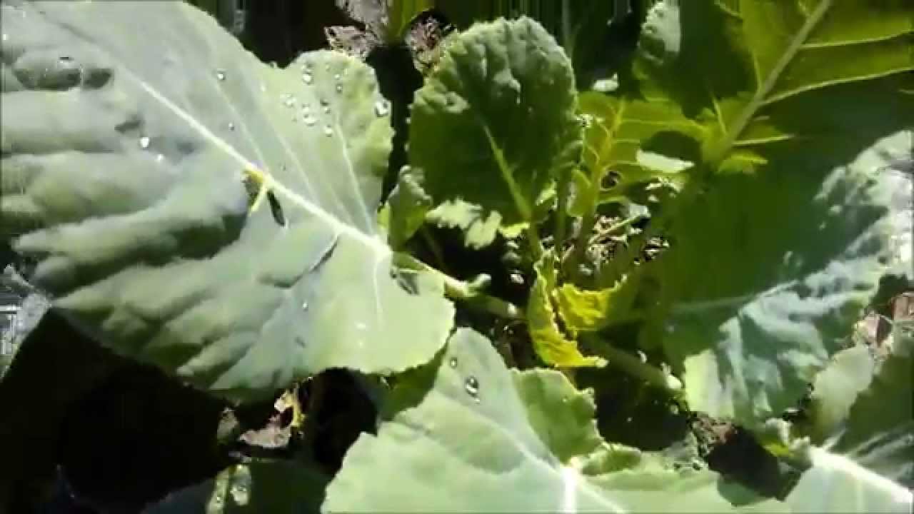 Couve diminuir a multiplicação de células cancerígenas