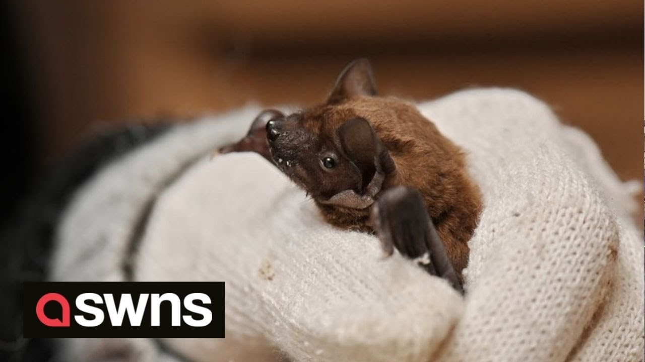 Ukrainian wildlife charity forced to store hibernating bats in FRIDGE while they flee bombing | SWNS