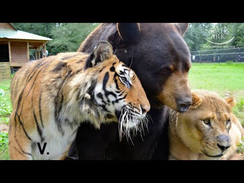 Tiger, Bear and Lion Live Together As Friends - Best of "The BLT" Trio