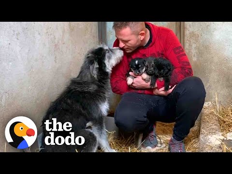 Stray Dog Asks Man To Save Her Babies | The Dodo