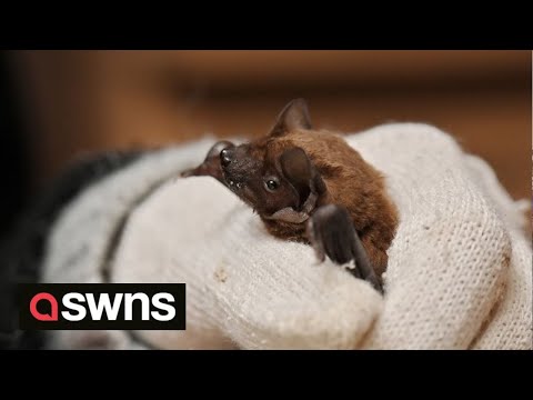 Ukrainian wildlife charity forced to store hibernating bats in FRIDGE while they flee bombing | SWNS