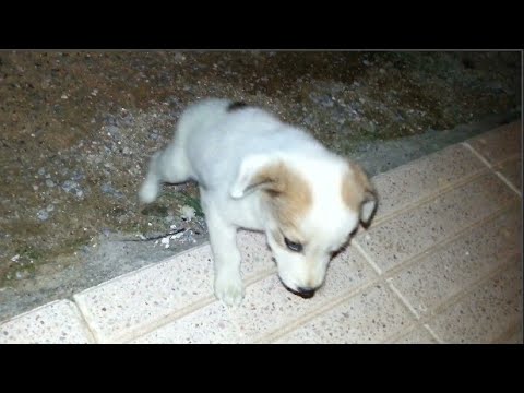 Rescue a puppy found while I was feeding cats (part 1)