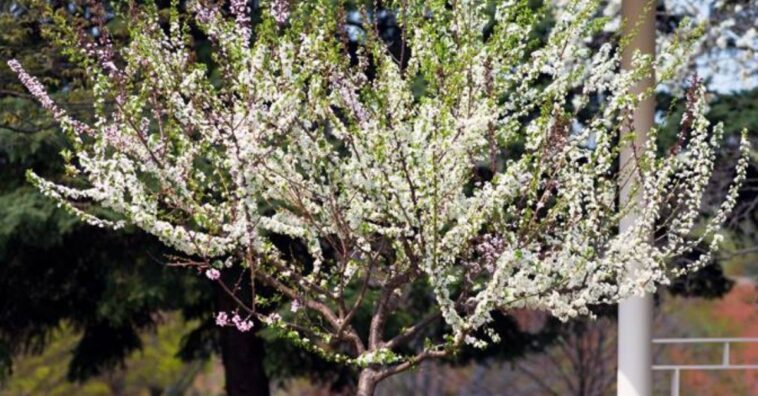 árvore dos quarenta frutos