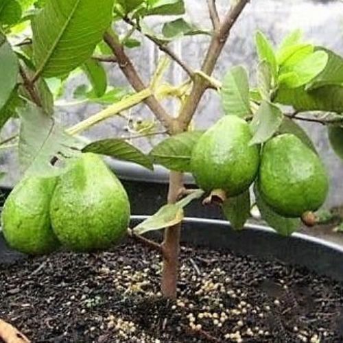 tipos de árvores frutíferas em vasos goiaba