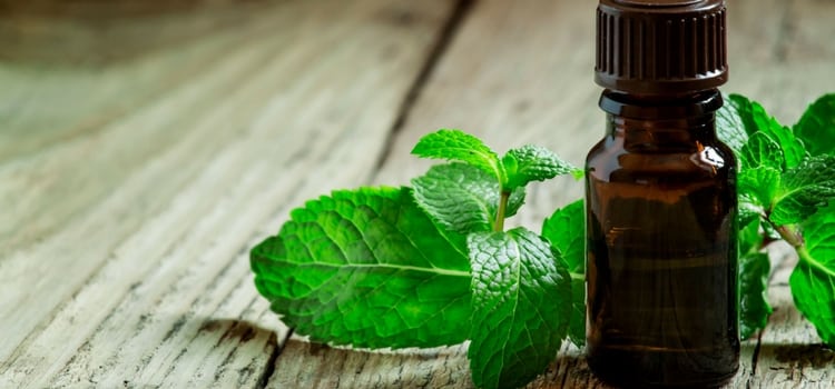óleo essencial de peppermint