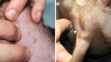 cachorro com varíola dos macacos