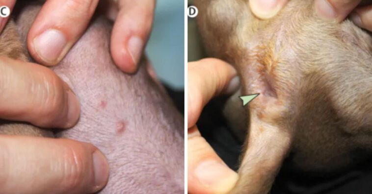 cachorro com varíola dos macacos