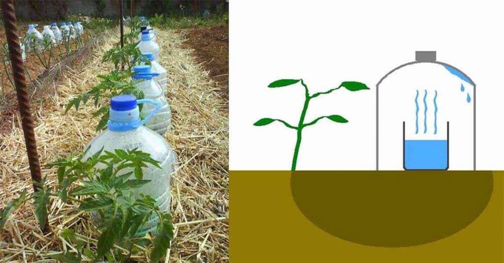 Como regar plantas e economizar água 3