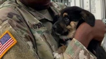 soldada Webb e do filhote Puppup
