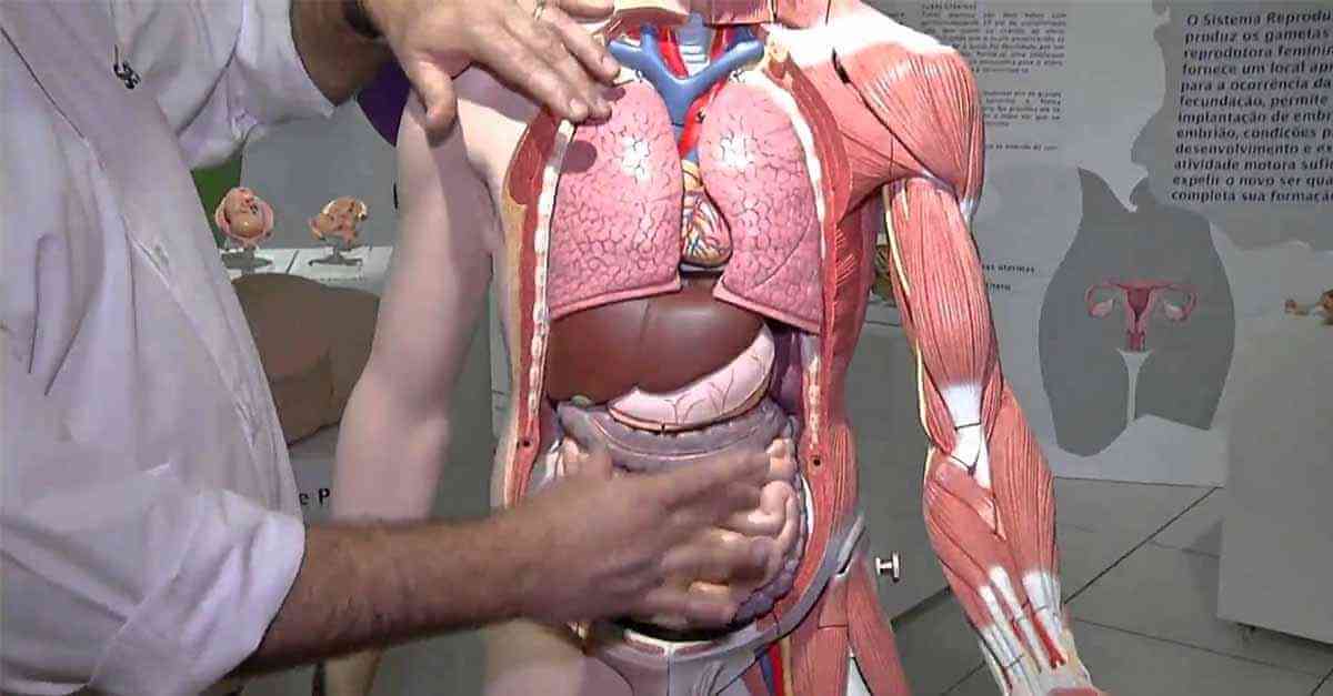 Menor órgão Do Corpo Humano - NAZAEDU