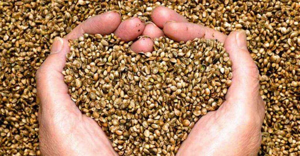 8 leite de alpiste 2