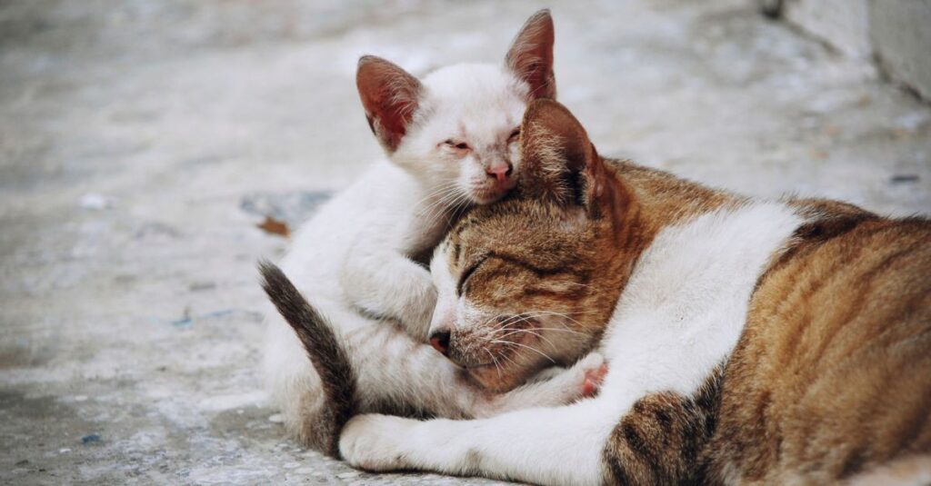 A mãe sente falta dos seus gatinhos quando são doados?