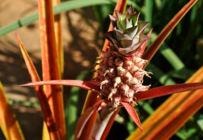 caracteristicas Abacaxi-ornamental