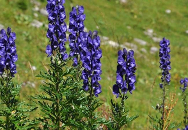 Acônito (Aconitum variegatum) venenoso