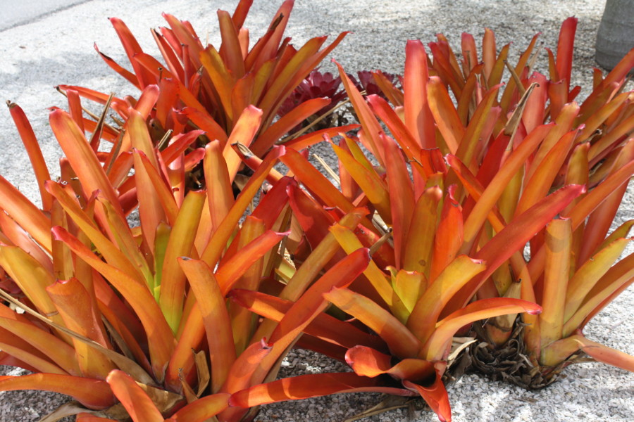 bromélia Aechmea blanchetiana