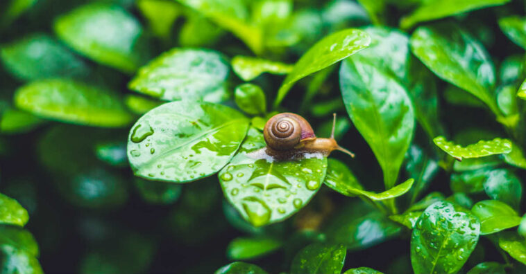 Afaste caracóis e lesmas sem produtos tóxicos