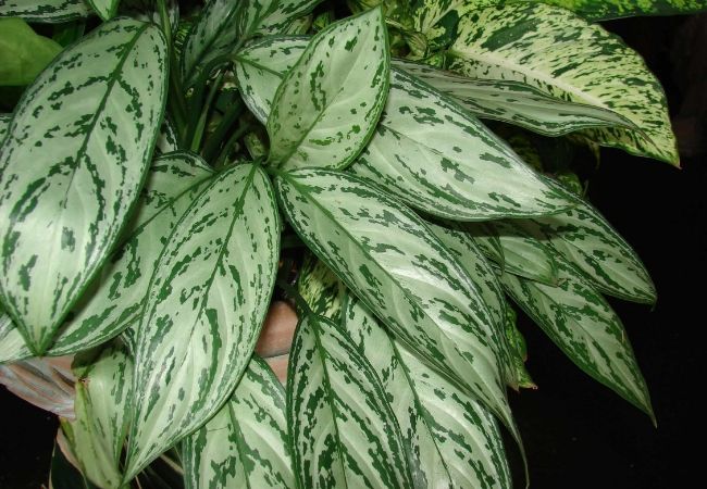 planta Aglaonema