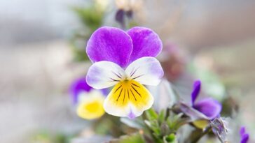 como cuidar de Amor-perfeito