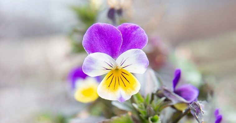 como cuidar de Amor-perfeito
