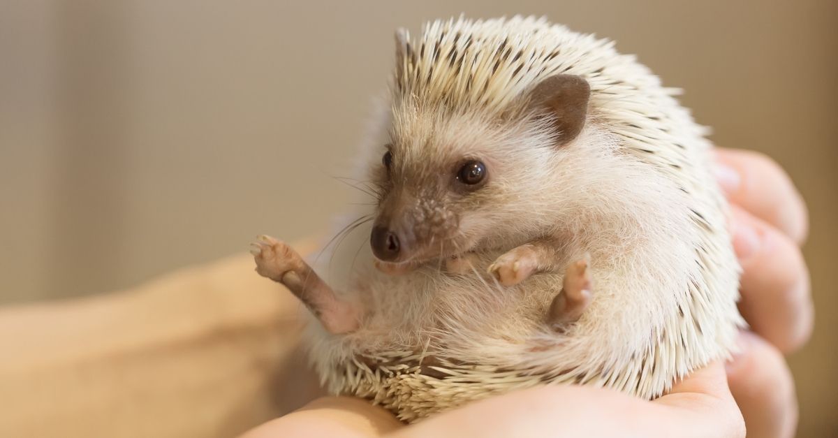 Animais de estimação