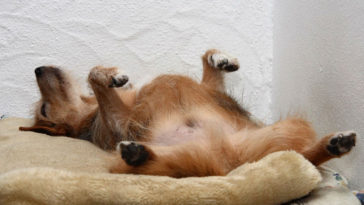 Animais de estimacao sonham